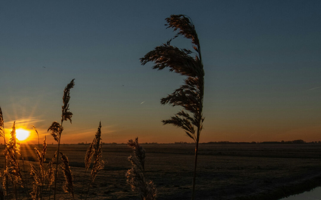 Uitvaartvereniging vs. Uitvaartverzekering: De verschillen in Borne